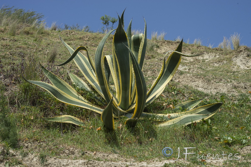 Agave variegata.05