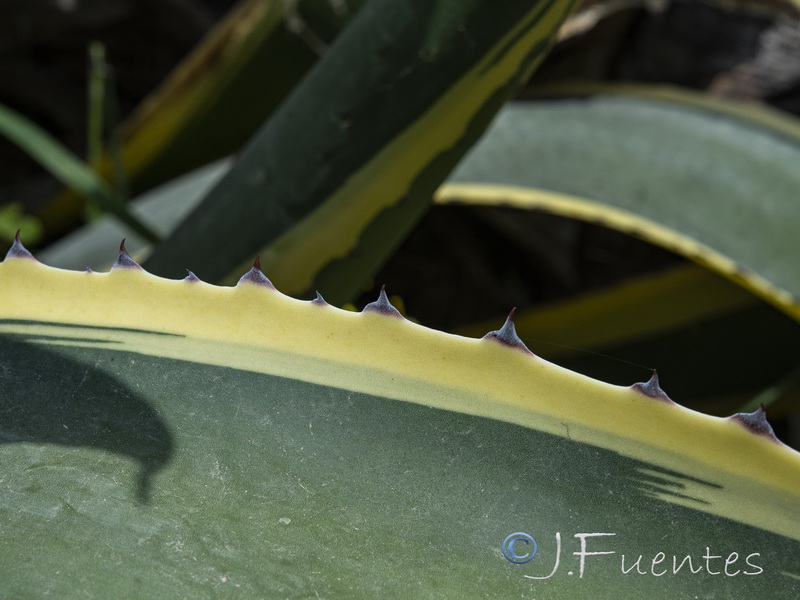 Agave variegata.07