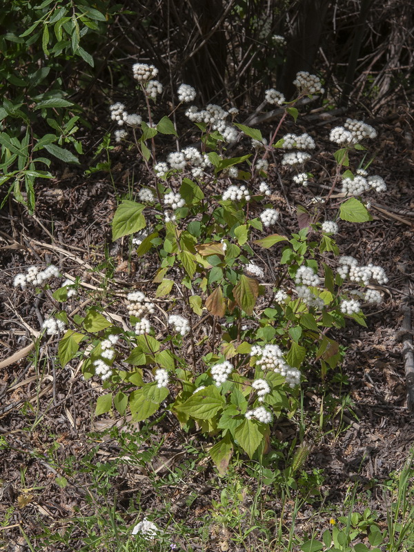 Ageratina adenophora.01