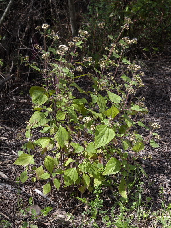 Ageratina adenophora.02
