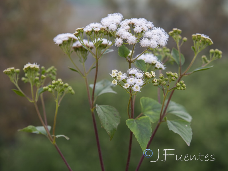 Ageratina adenophora.19