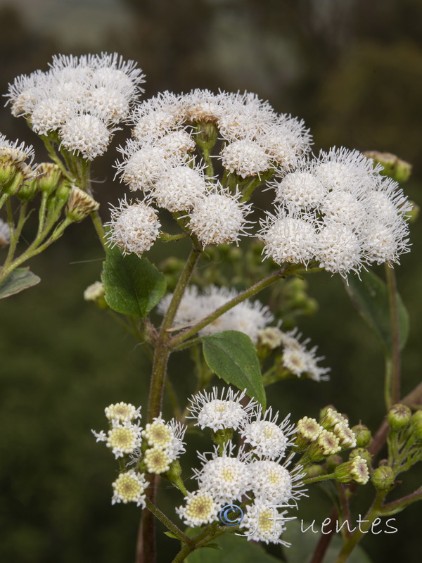 Ageratina adenophora.21