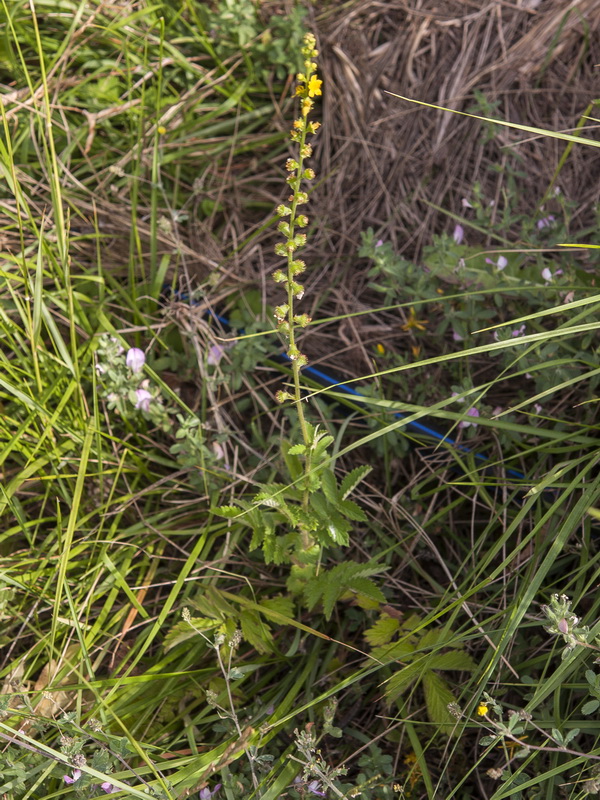 Agrimonia eupatoria eupatoria.02