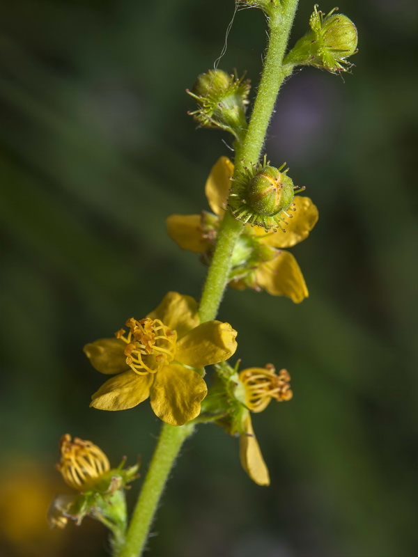 Agrimonia eupatoria eupatoria.06