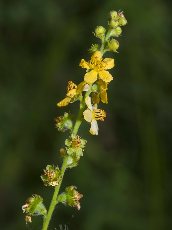 Agrimonia eupatoria eupatoria.07