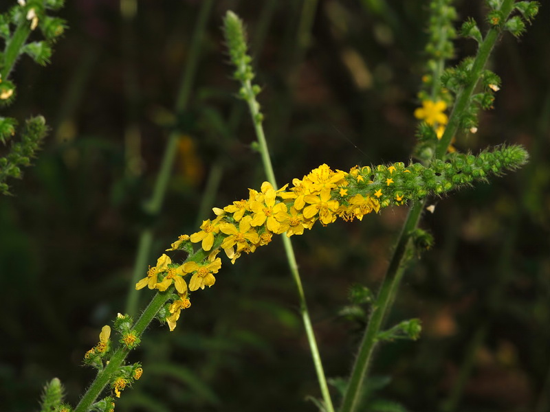 Agrimonia eupatoria eupatoria.08