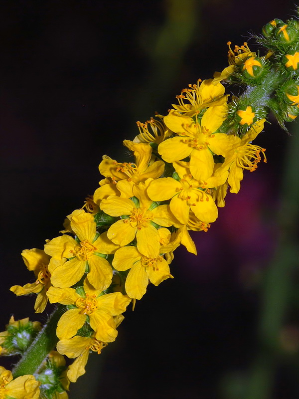 Agrimonia eupatoria eupatoria.09