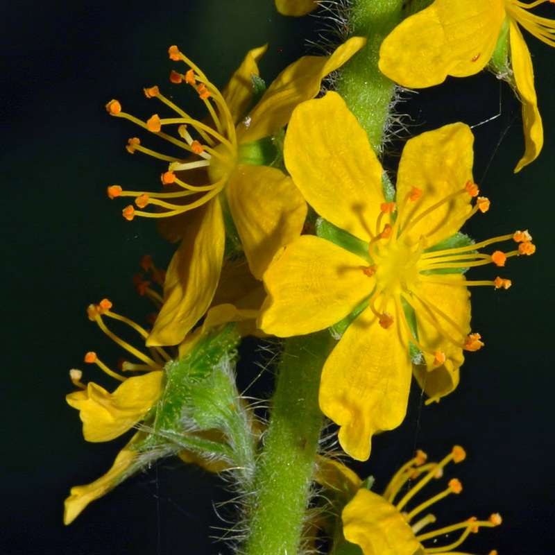 Agrimonia eupatoria eupatoria.12