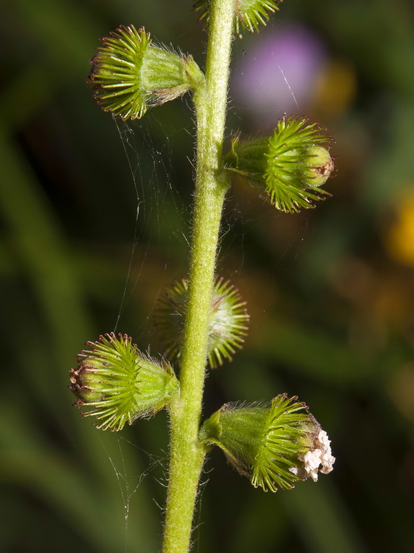 Agrimonia eupatoria eupatoria.14