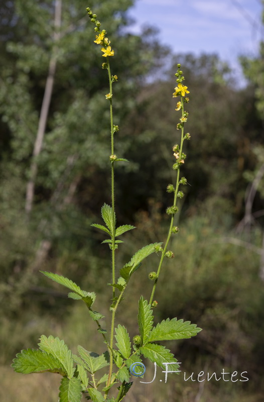 Agrimonia eupatoria eupatoria.16