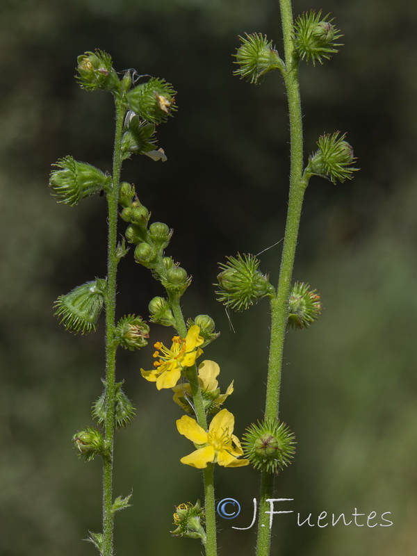 Agrimonia eupatoria eupatoria.18