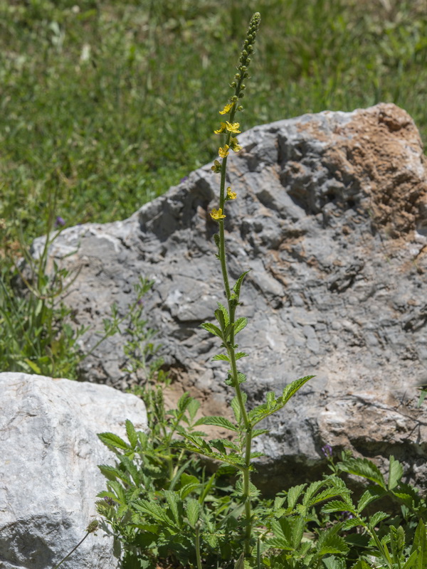 Agrimonia eupatoria grandis.01