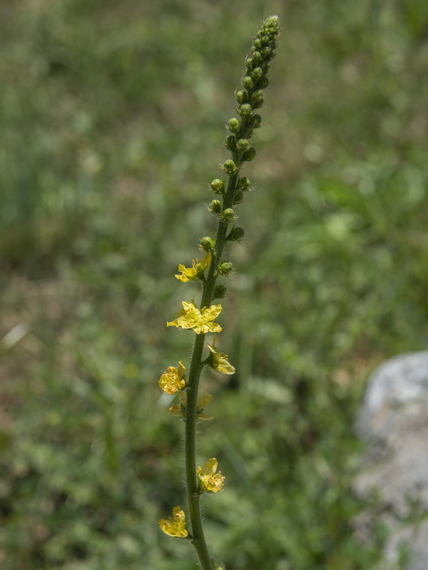 Agrimonia eupatoria grandis.03