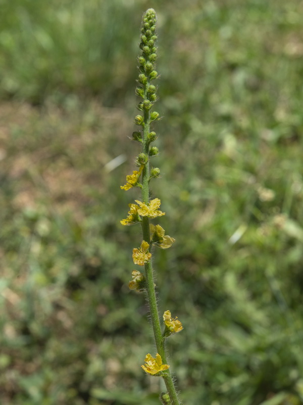 Agrimonia eupatoria grandis.04