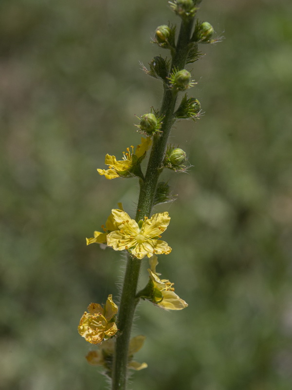 Agrimonia eupatoria grandis.05