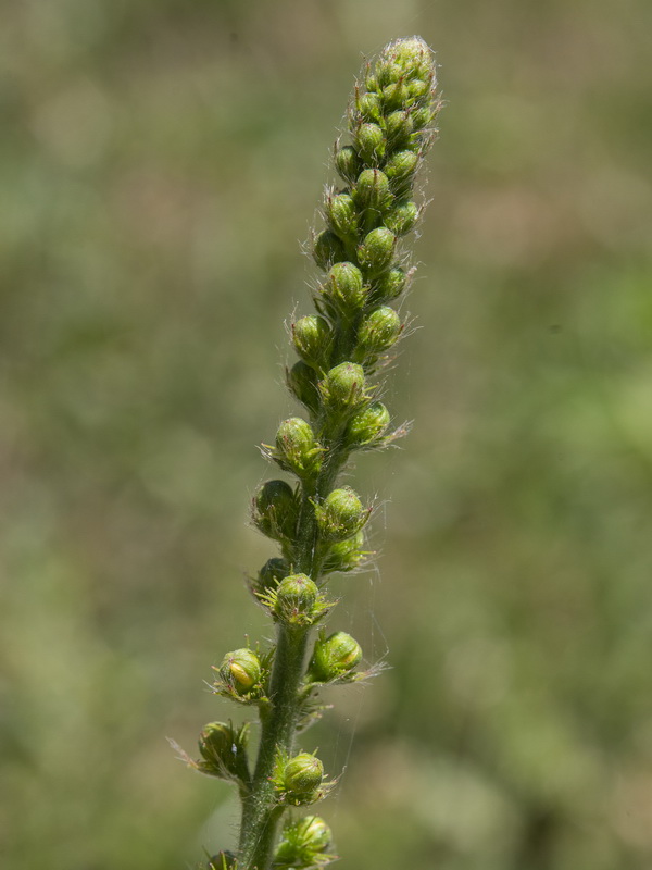 Agrimonia eupatoria grandis.06