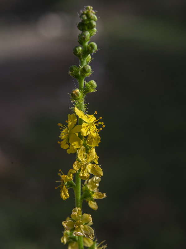 Agrimonia eupatoria grandis.07