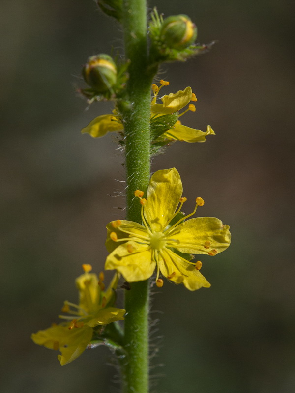 Agrimonia eupatoria grandis.09