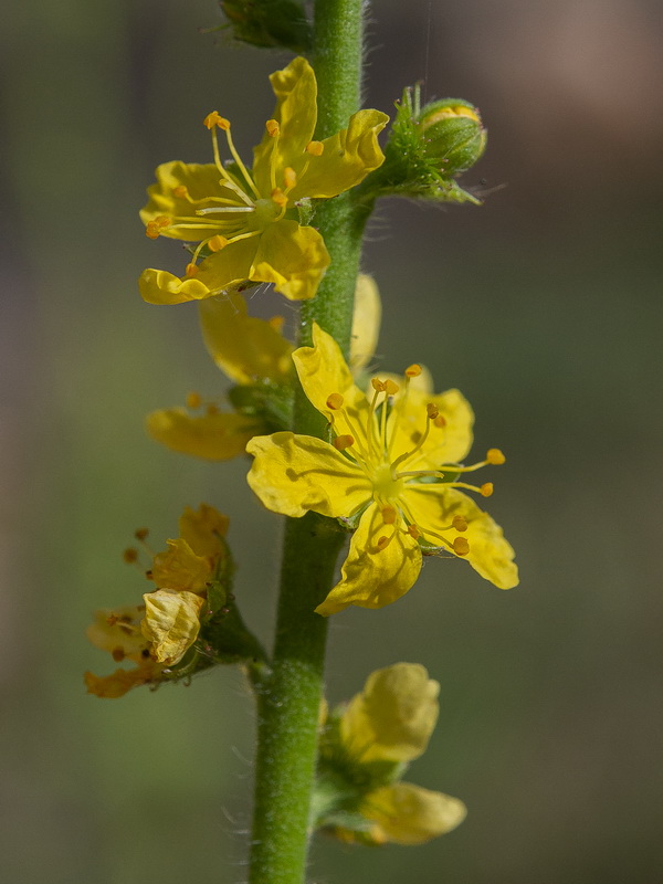 Agrimonia eupatoria grandis.10