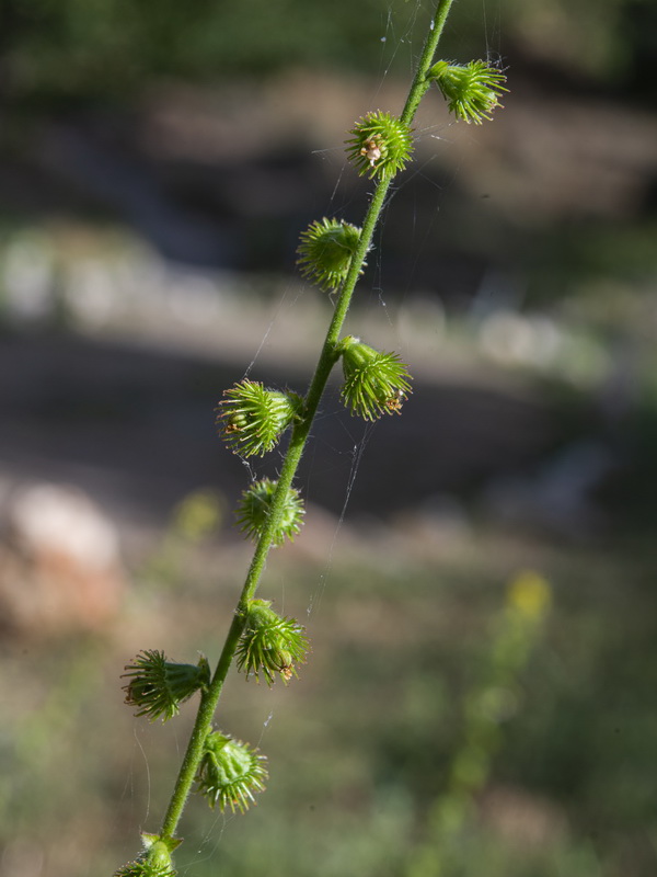 Agrimonia eupatoria grandis.11