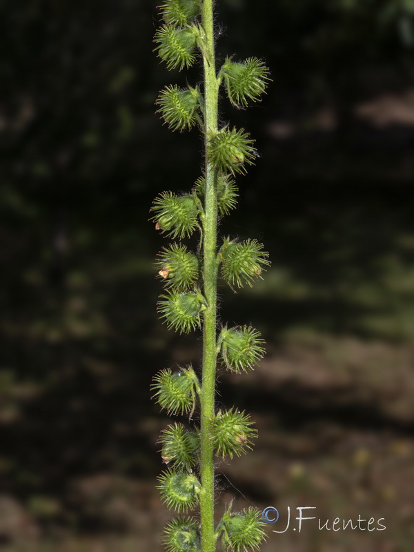 Agrimonia procera.10