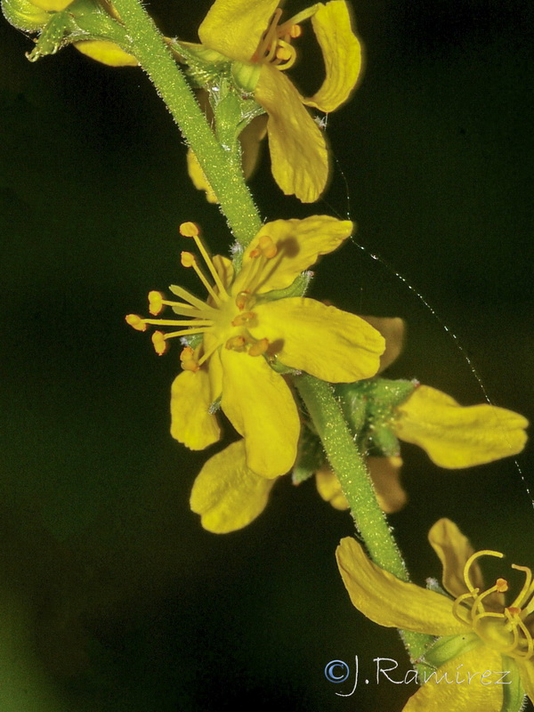 Agrimonia procera.12