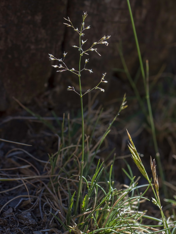 Agrostis canina granatensis.01