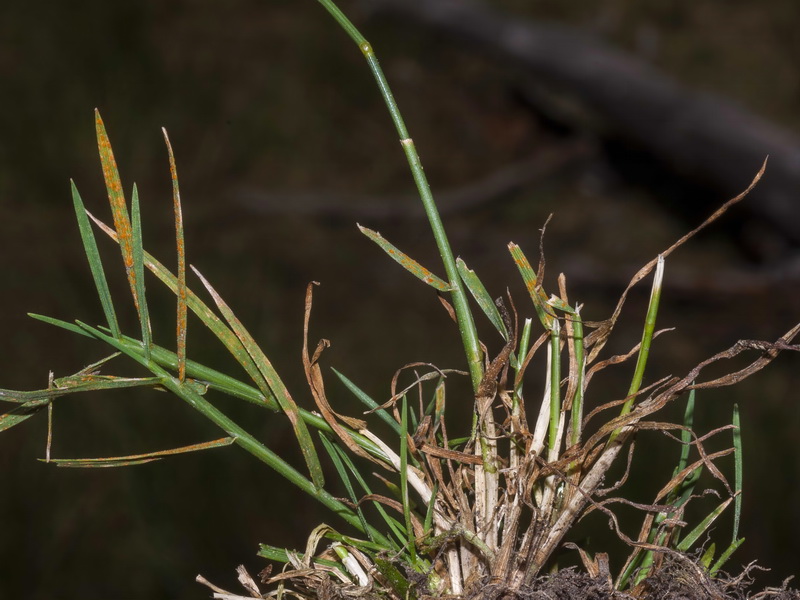 Agrostis canina granatensis.03