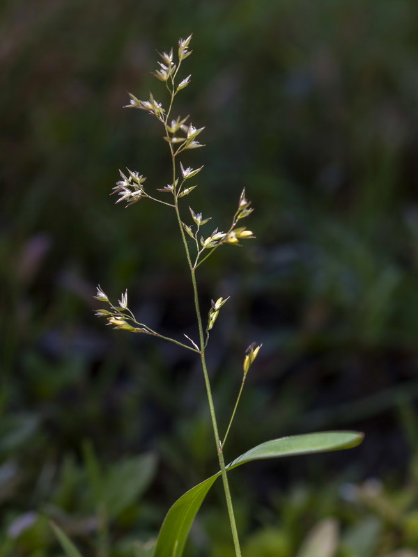 Agrostis canina granatensis.04