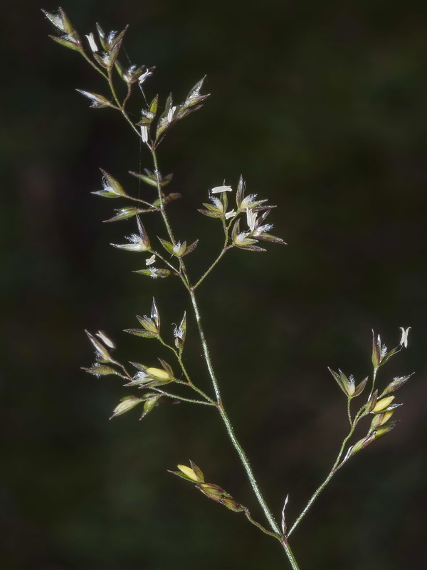 Agrostis canina granatensis.05