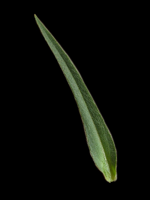 Agrostemma githago.01