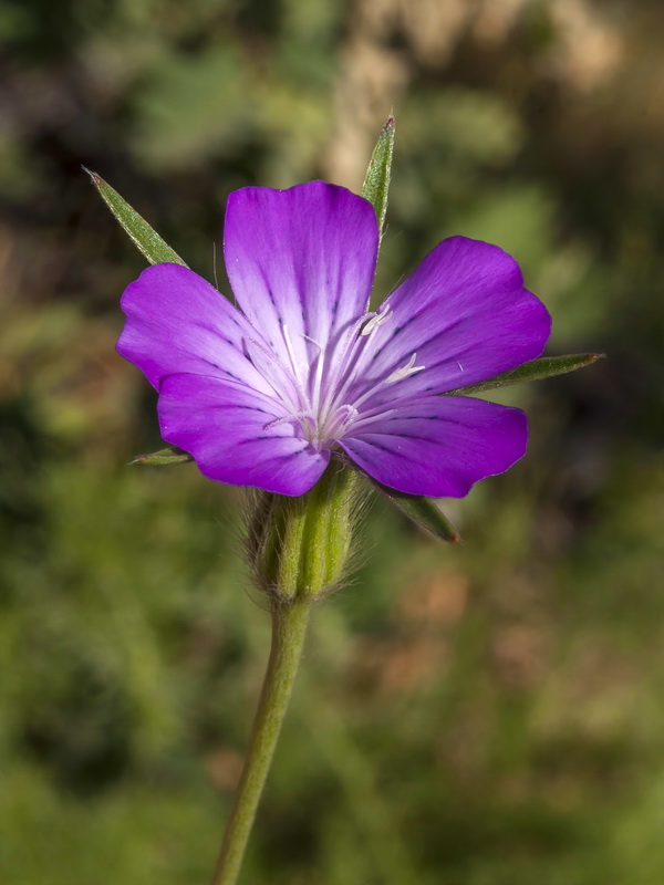 Agrostemma githago.02
