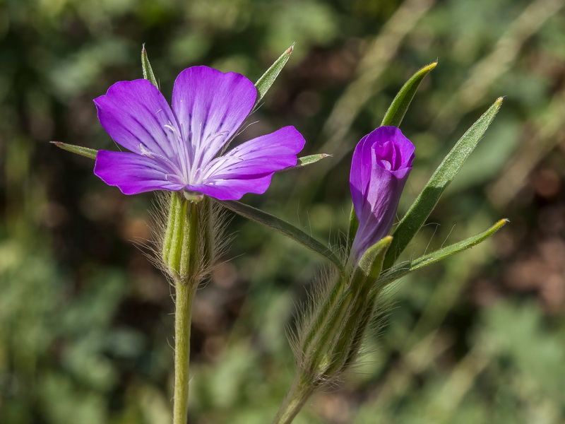 Agrostemma githago.04