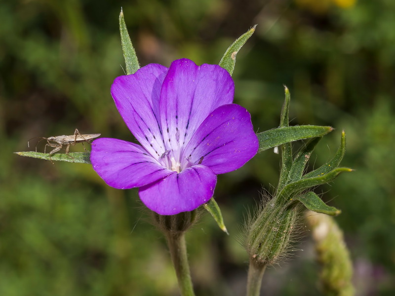 Agrostemma githago.05