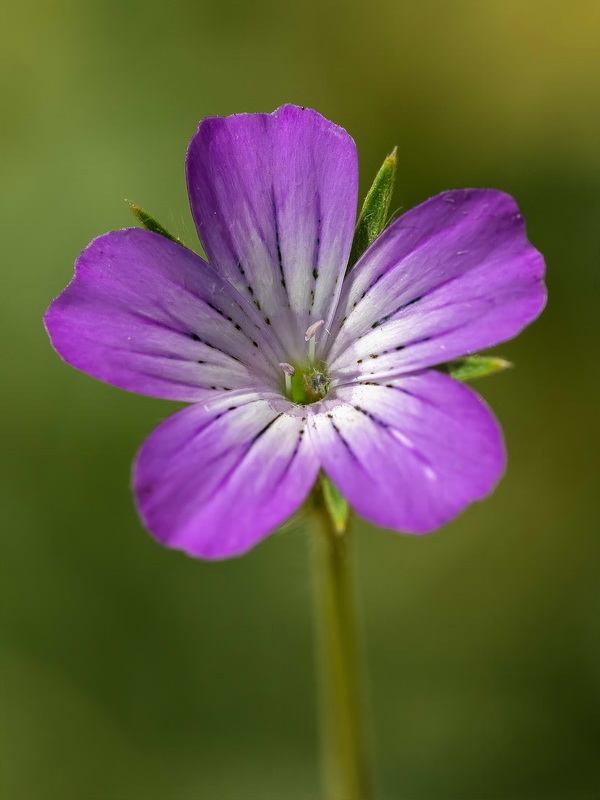 Agrostemma githago.07