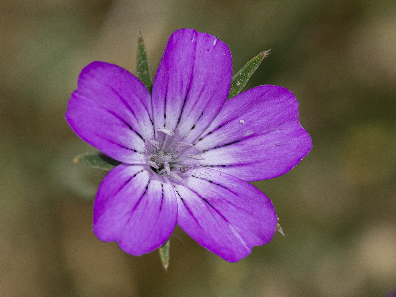 Agrostemma githago.06
