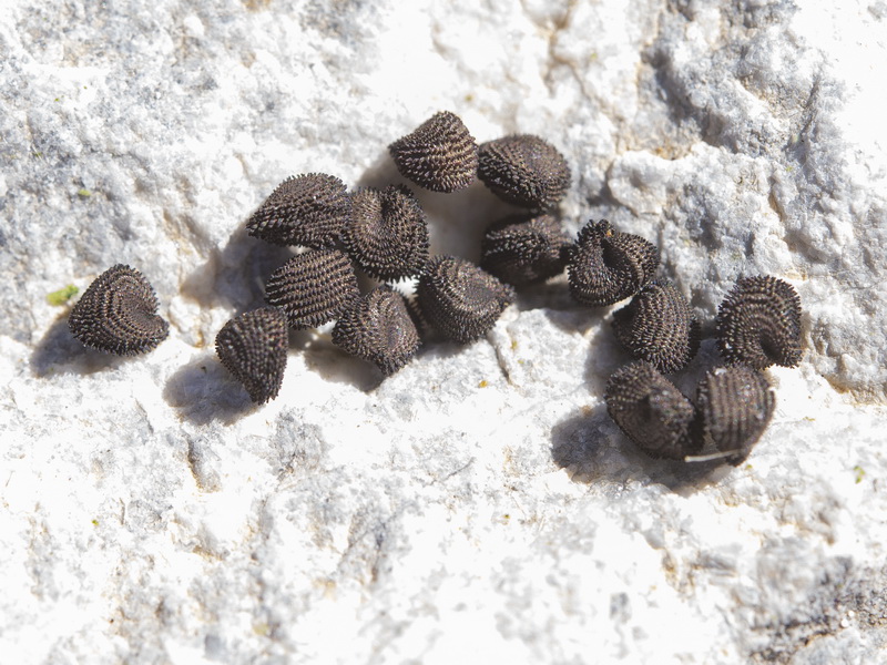 Agrostemma githago.14