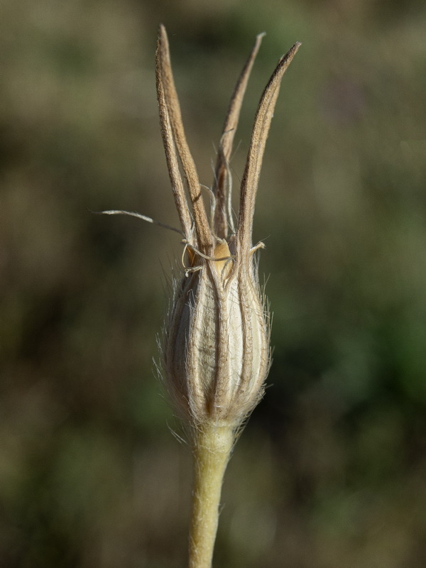 Agrostemma githago.15