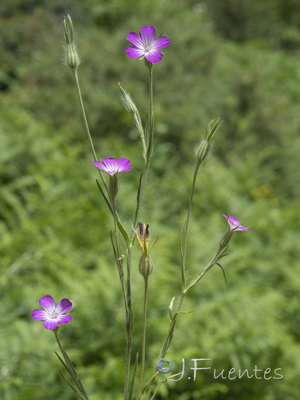 Agrostemma githago.16