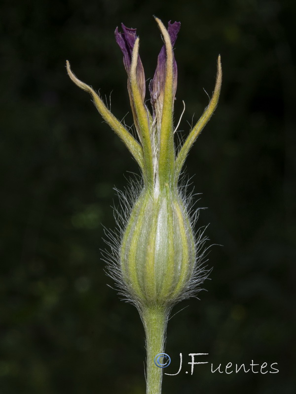 Agrostemma githago.17
