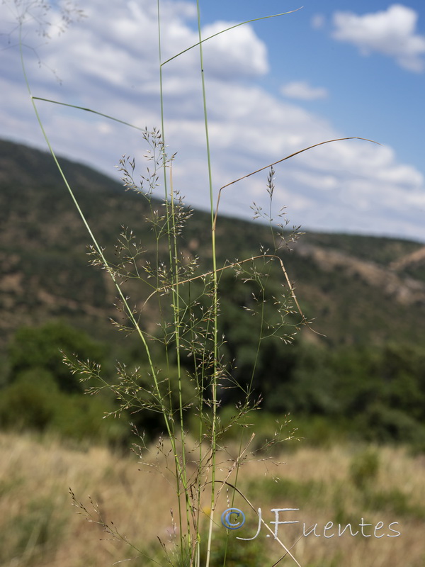 Agrostis castellana.01