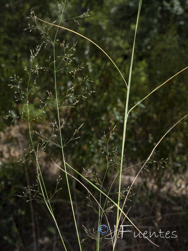 Agrostis castellana.02