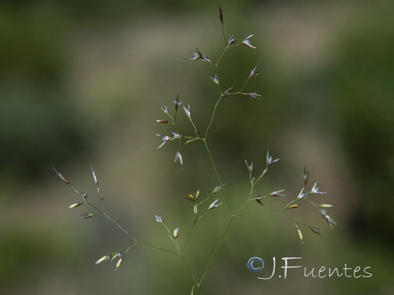 Agrostis castellana.03