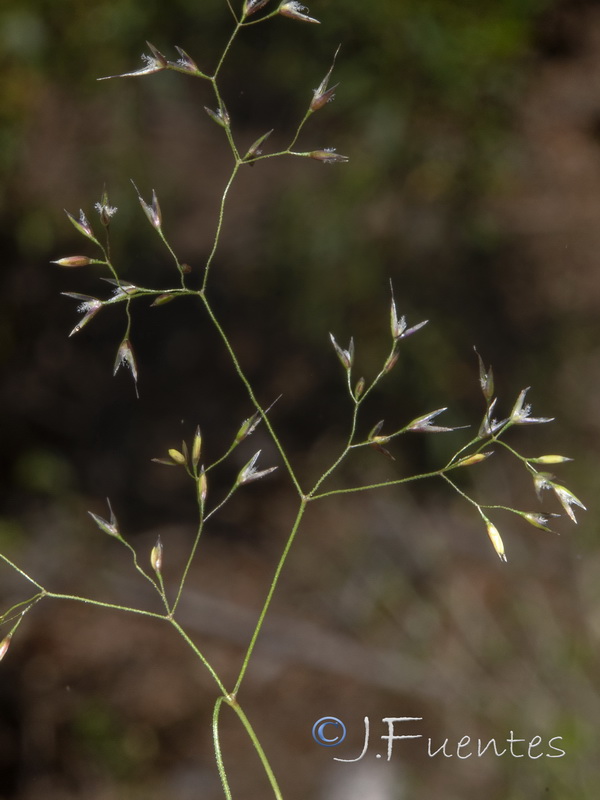 Agrostis castellana.04