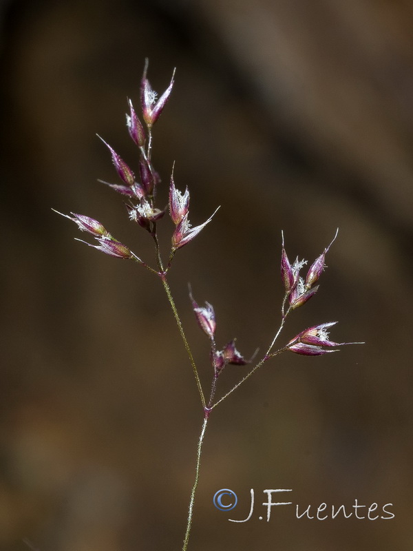 Agrostis nevadensis.02