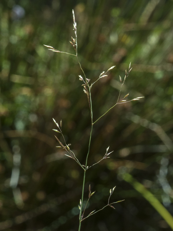 Agrostis nevadensis.03