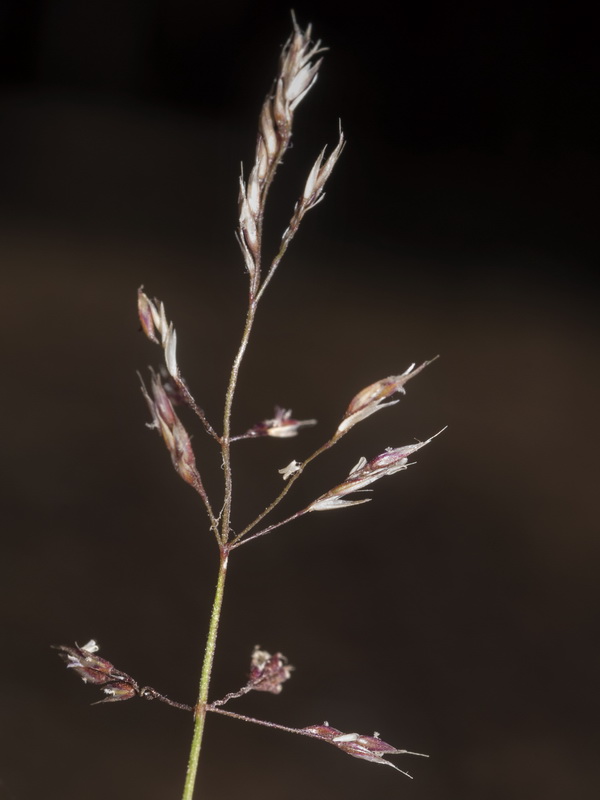 Agrostis nevadensis.04