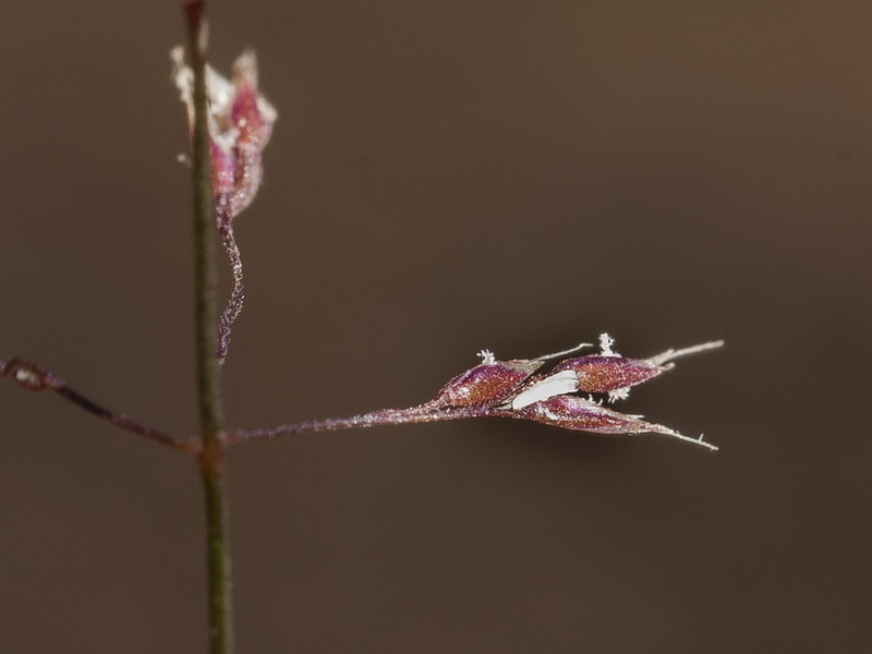 Agrostis nevadensis.05