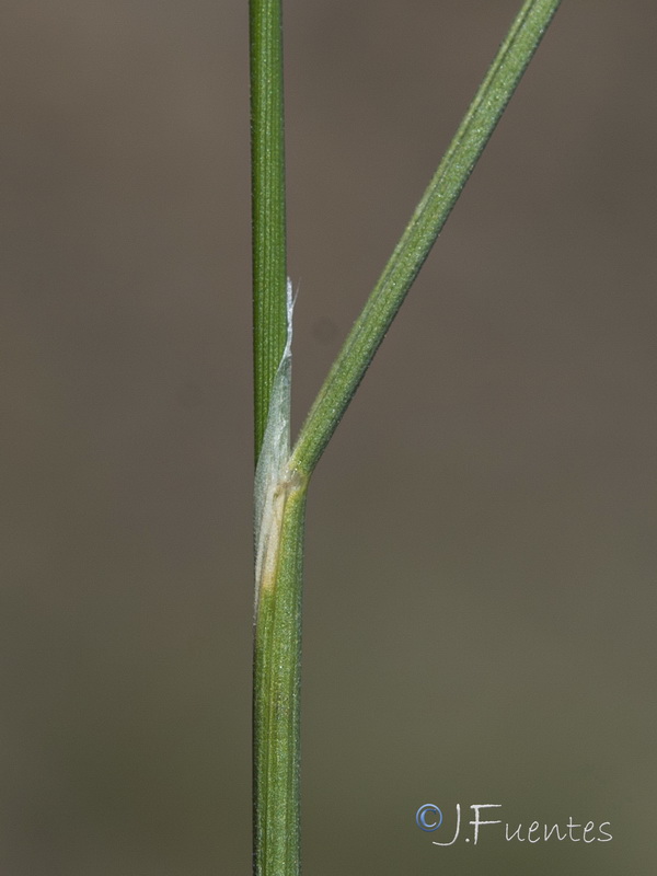 Agrostis nevadensis.08