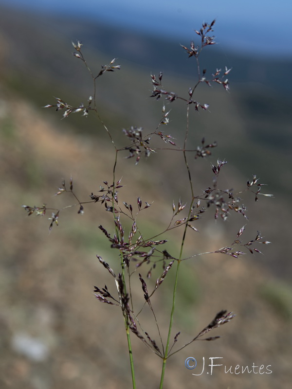 Agrostis nevadensis.09